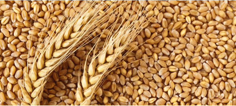 Wheat producton in Nigeria