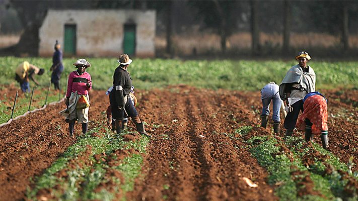 Nigeria's Agriculture Sector falls by 99.23%